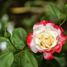 flower rose summer garden freetoedit