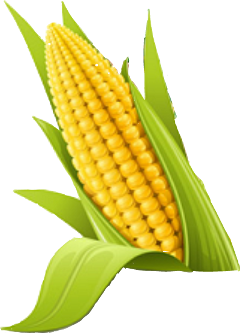 sticker freetoedit corn