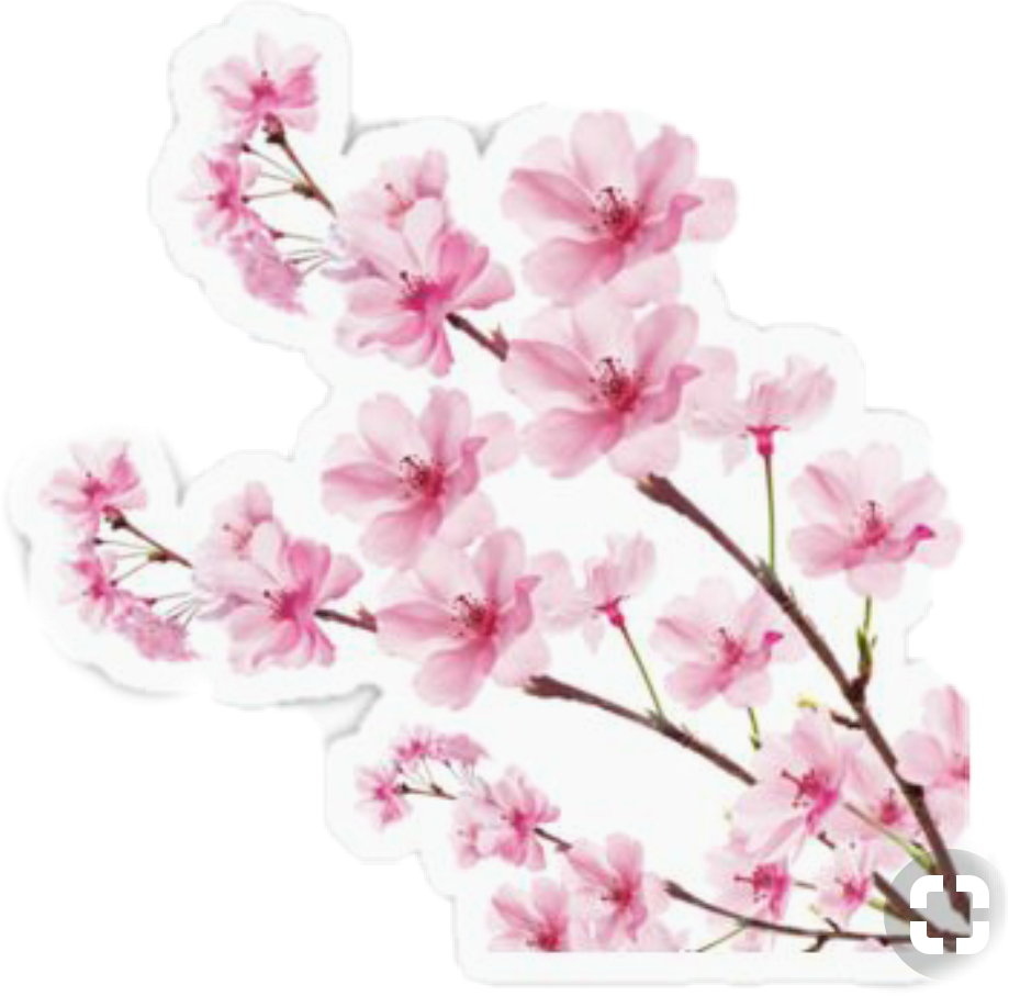 Paling Populer 20 Gambar Background Bunga  Sakura  