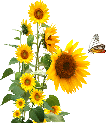 #Sunflower #Butterfly #freetoedit