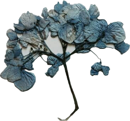 freetoedit flower aes aesthetic blue