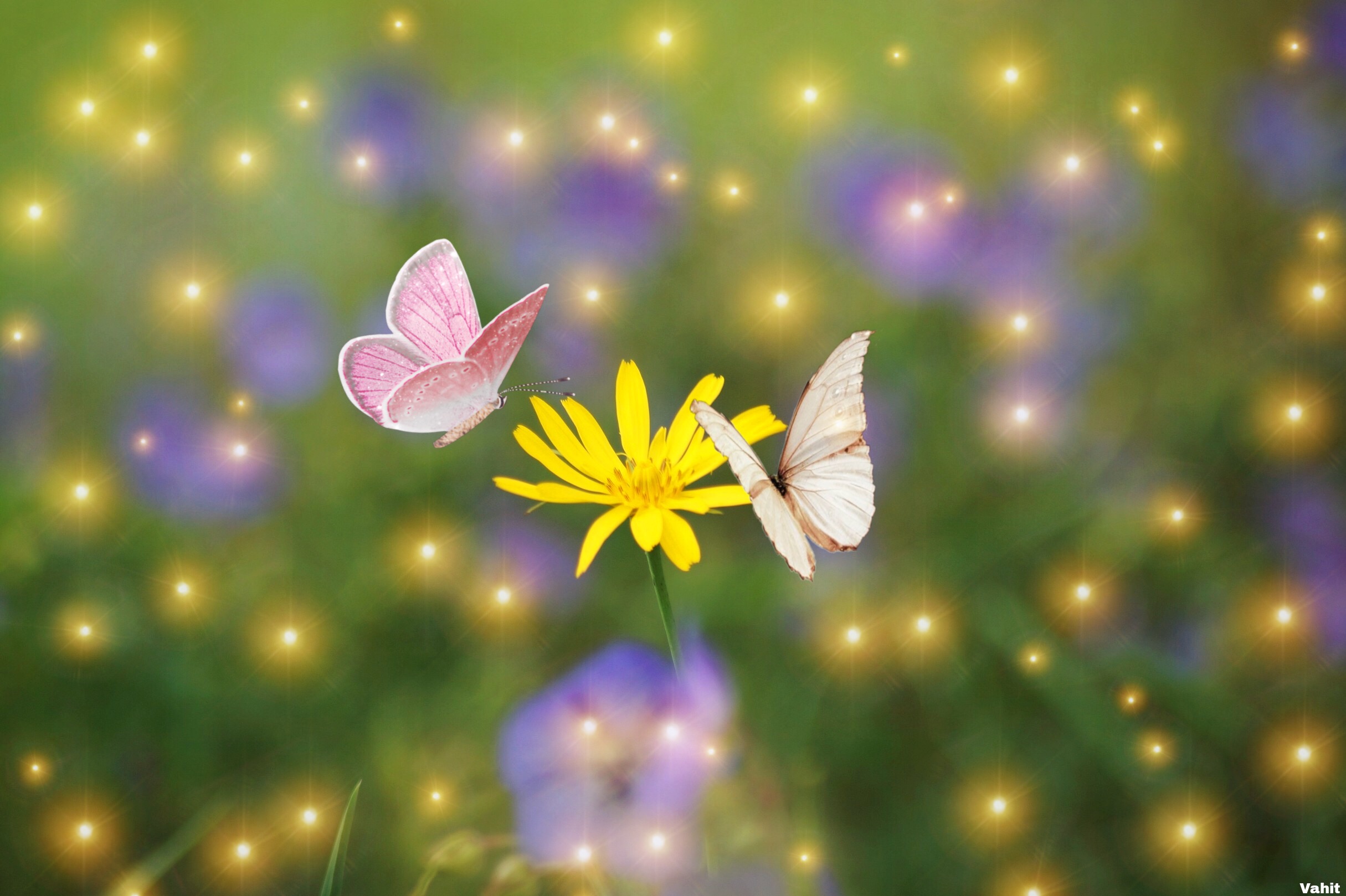 freetoedit yellow butterflies 271346006022201 by @aubsom