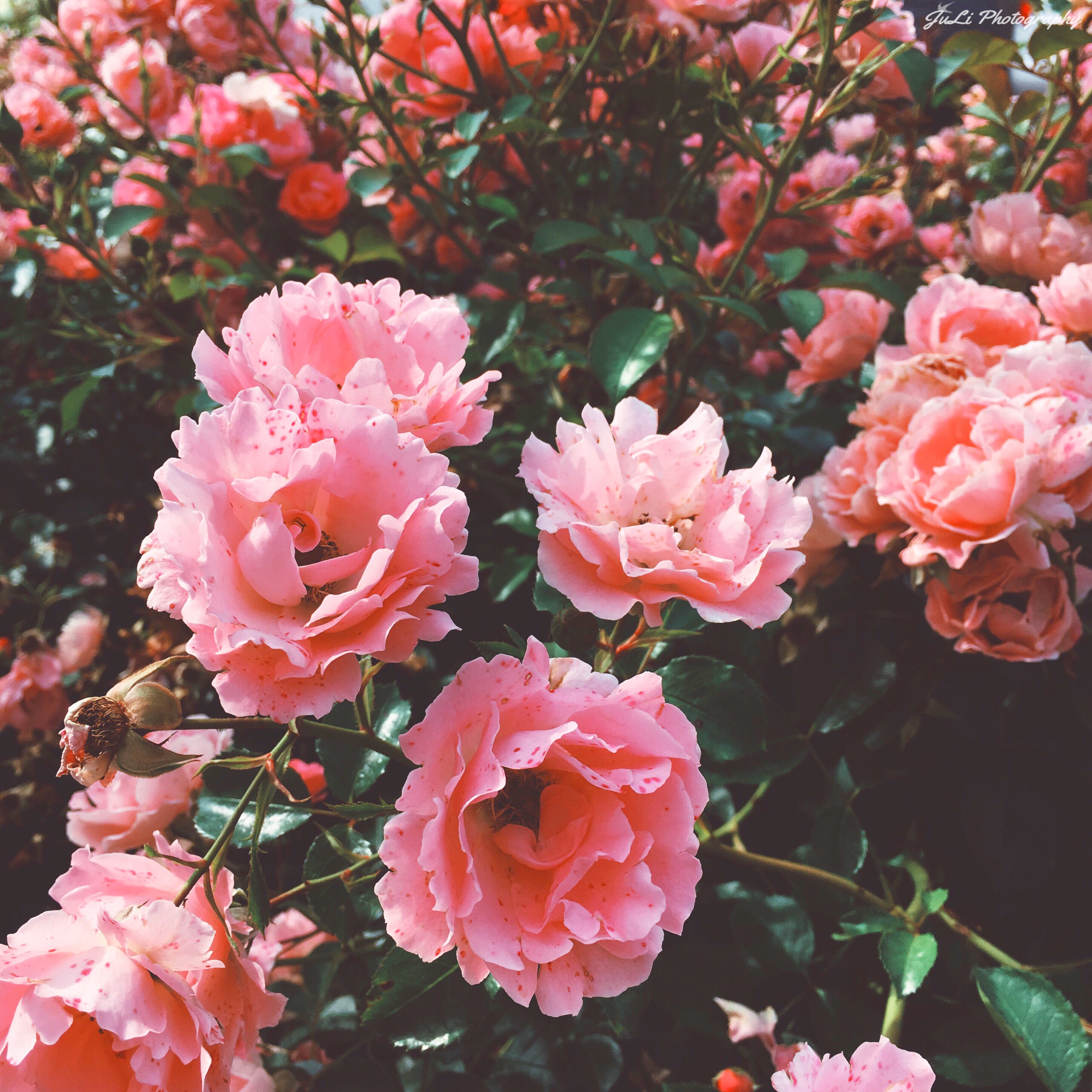 Photography Aesthetic Flowers