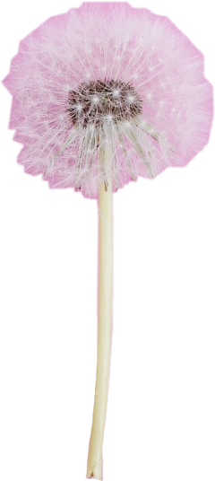 scdandelion dandelion sticker mysticker pink freetoedit