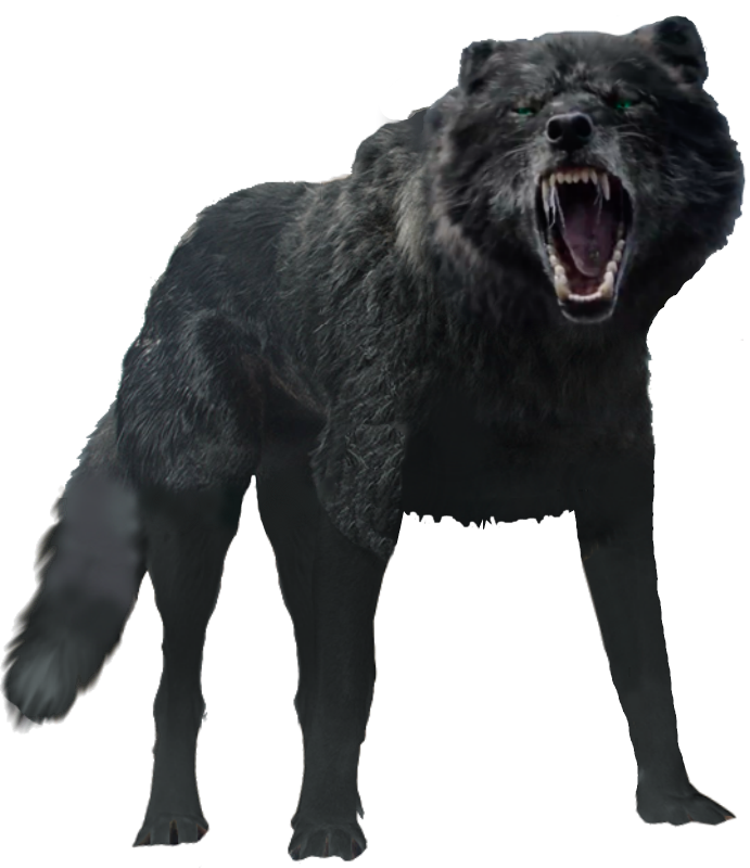 mq wolfs black wolf animal wild angry...