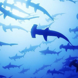 sharks blue water sea ocean freetoedit