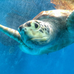 freetoedit tartaruga marinha preserva tanque