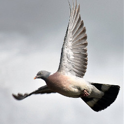 freetoedit dove flyaway birdsinflight bird
