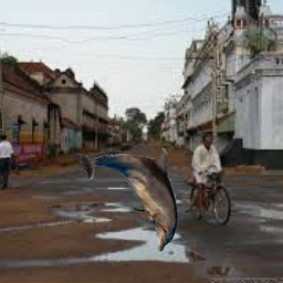 freetoedit dolphinjumping dolphin puddle