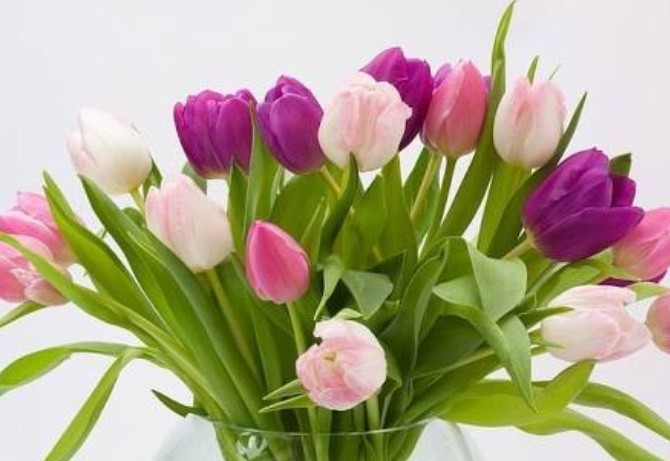 Download Foto Bunga Tulip - Vina Gambar