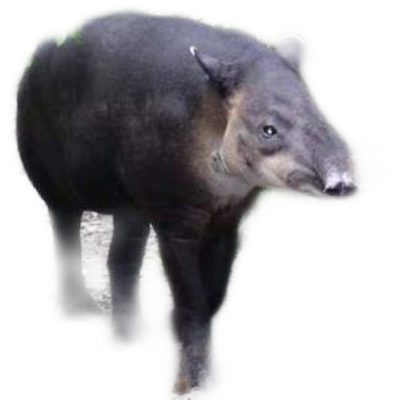 tapir-freetoedit-tapir-sticker-by-bresciaguerrero26