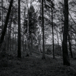 freetoedit woods forest dark gray