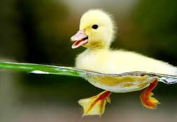 animal duck follow4follow like4like animals cutee duckling freetoedit