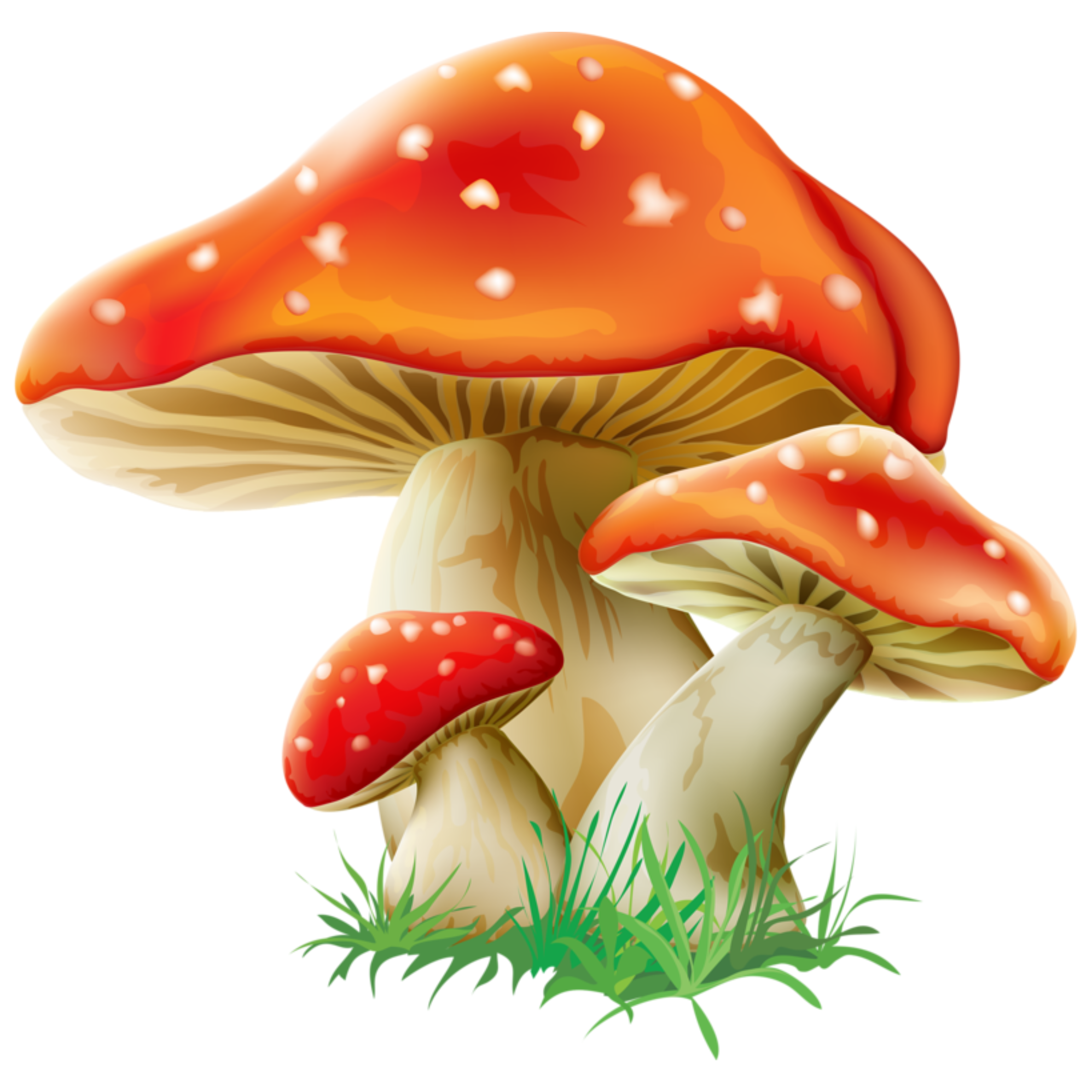 Mushroom Clipart Outline Png Transparent Png Transparent Png Image My