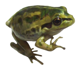 frogs green frog nichememe niche freetoedit