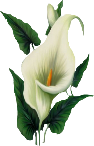 flower white lily lilien weiss sticker by @lovedbylove
