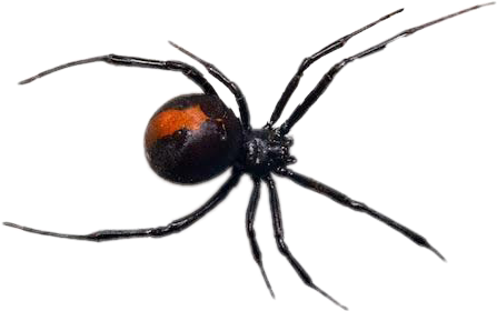 spider freetoedit scspiders spiders sticker by @alifkhan54