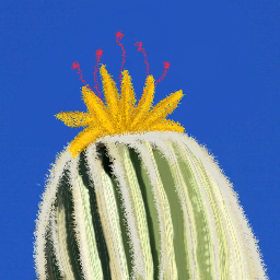 dccactus cactus