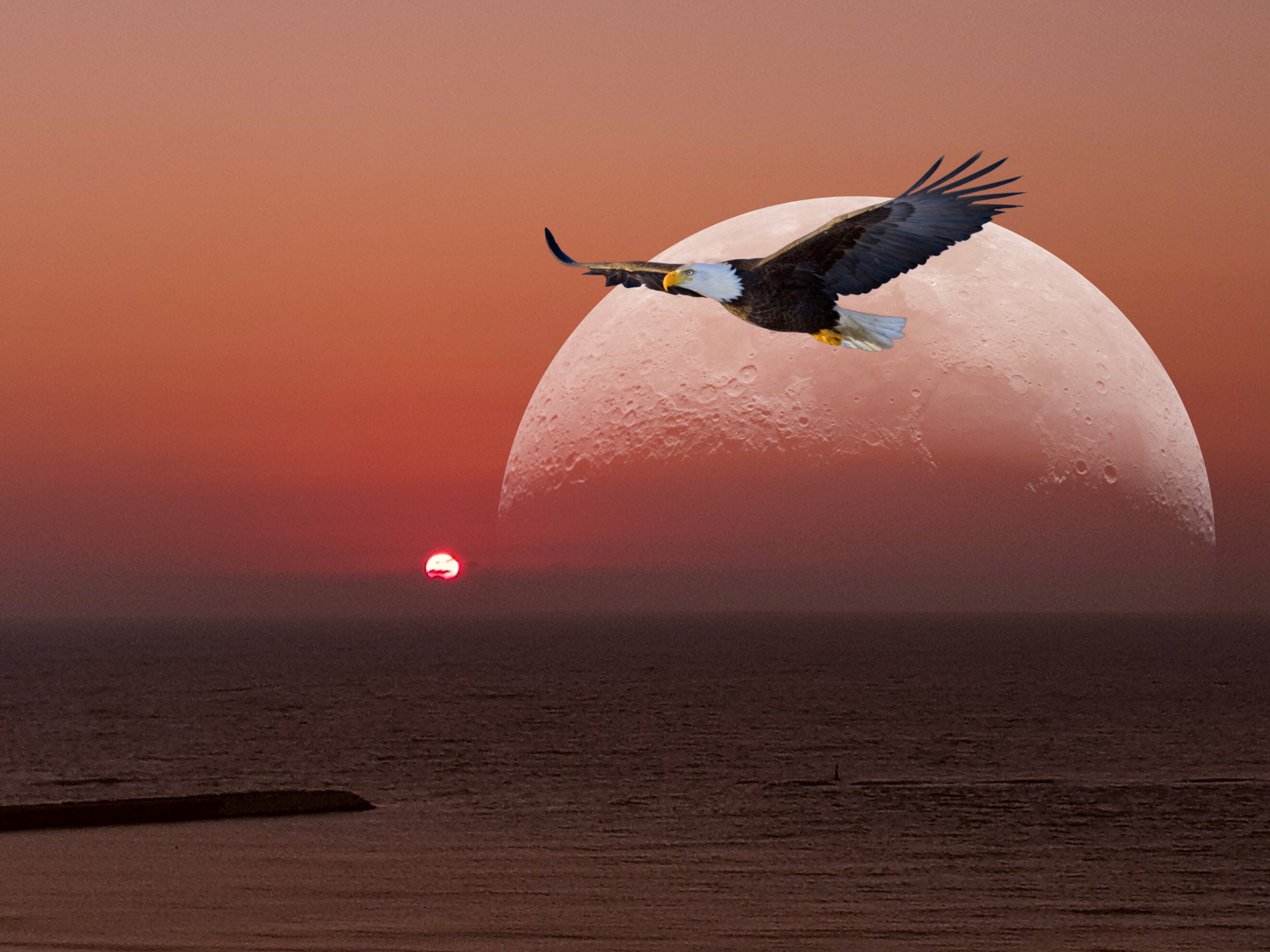 Night eagle. птица на фоне луны. Night eagles владивосток. орел в темноте. лунные волки.