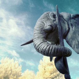 warmemorial alwaysremember rememberance elephant infrared