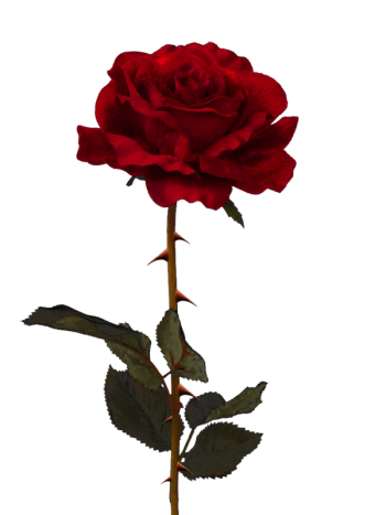 Rosesarebeautiful Freetoedit Sticker By Rosienim