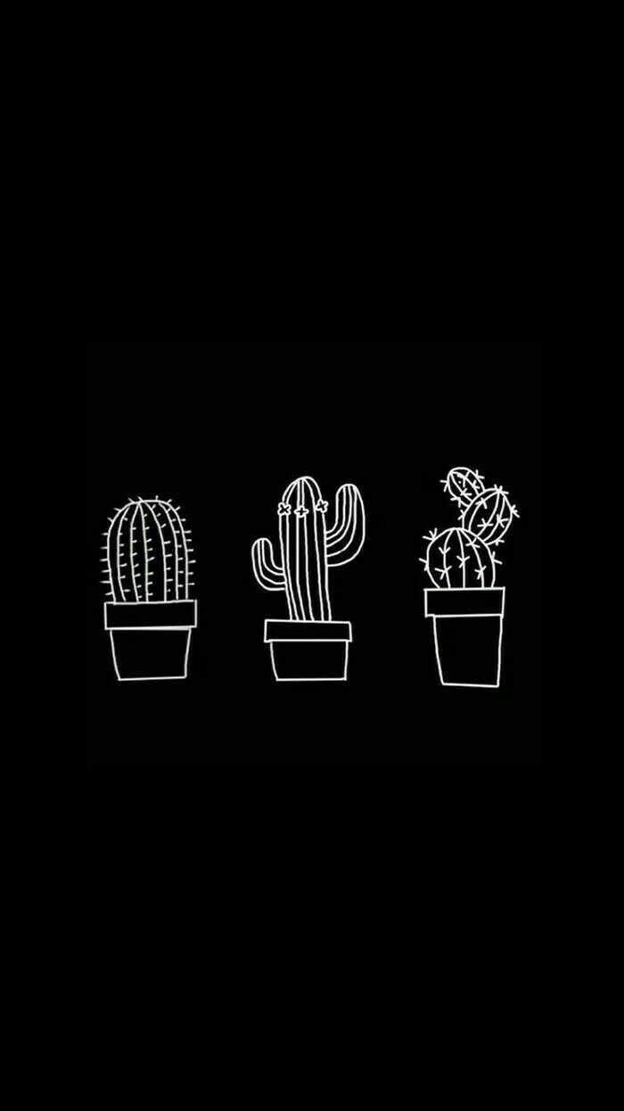 tumblr black white blackandwhite cactus kaktüs aestheti...