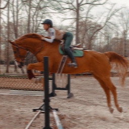 freetoedit equestrian dressage horse horsetack horsejumping horseriding