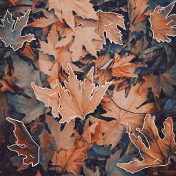 freetoedit maple mapleleafs autumn autumnleaf