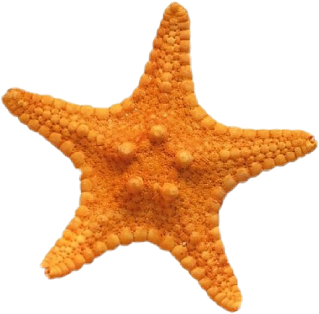 star sea starfish polyvore orange sticker by @atllt.