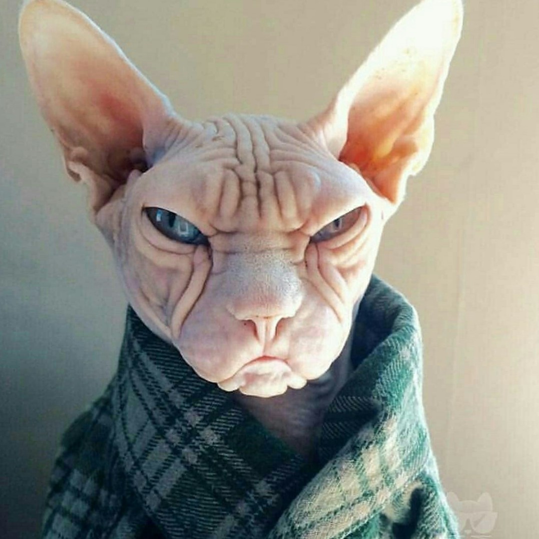 Сфинкс прикольные
