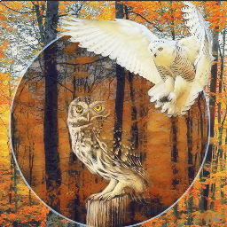 freetoedit madewithpicsart owl trees wildlife