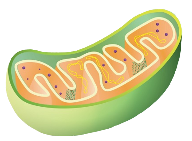 mitochondria memes green sticker by @adricoonankungmailco