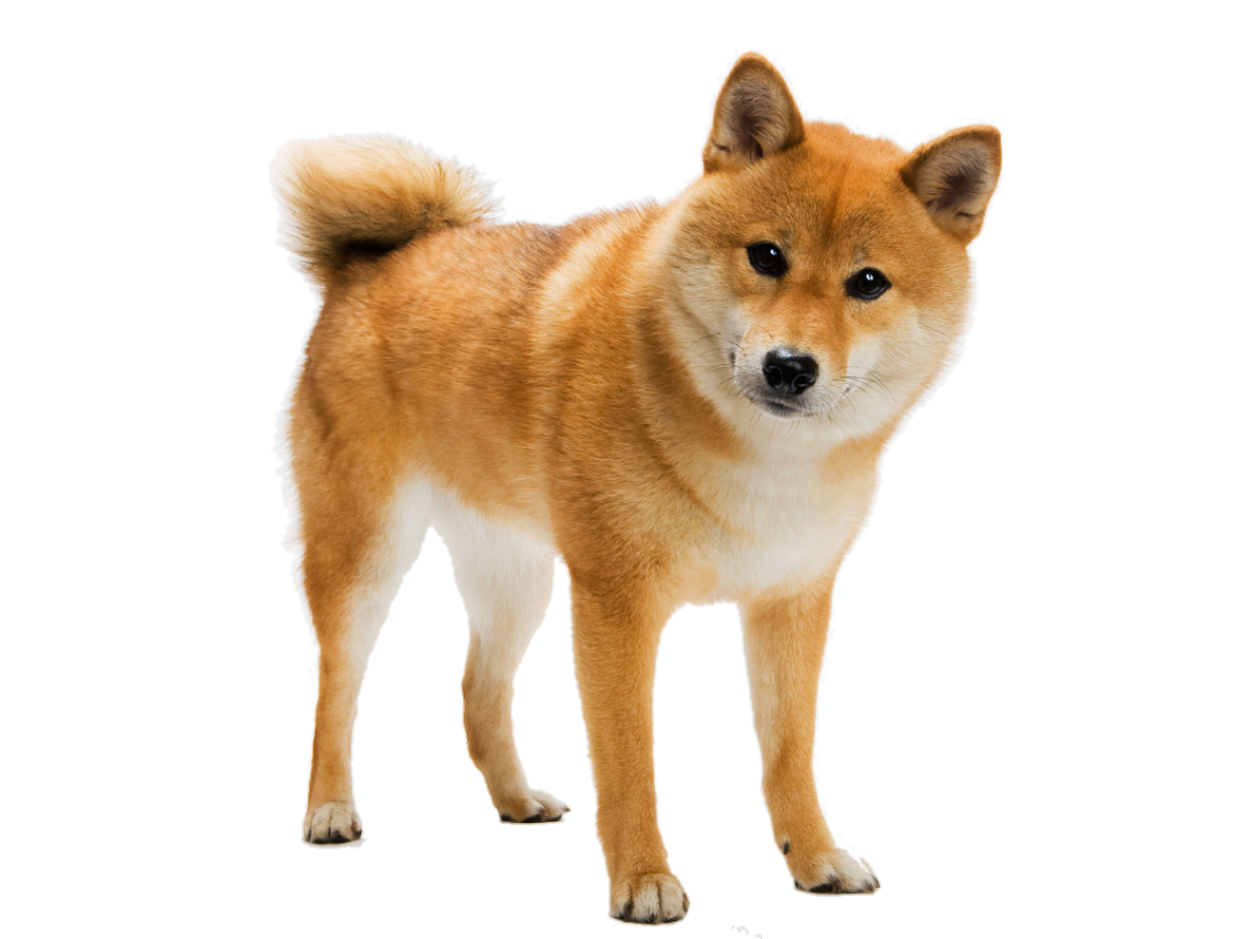 doggo bork doge shiba shibe sticker by @cabbage_cade