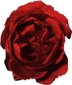 rose roses red redroses nature freetoedit