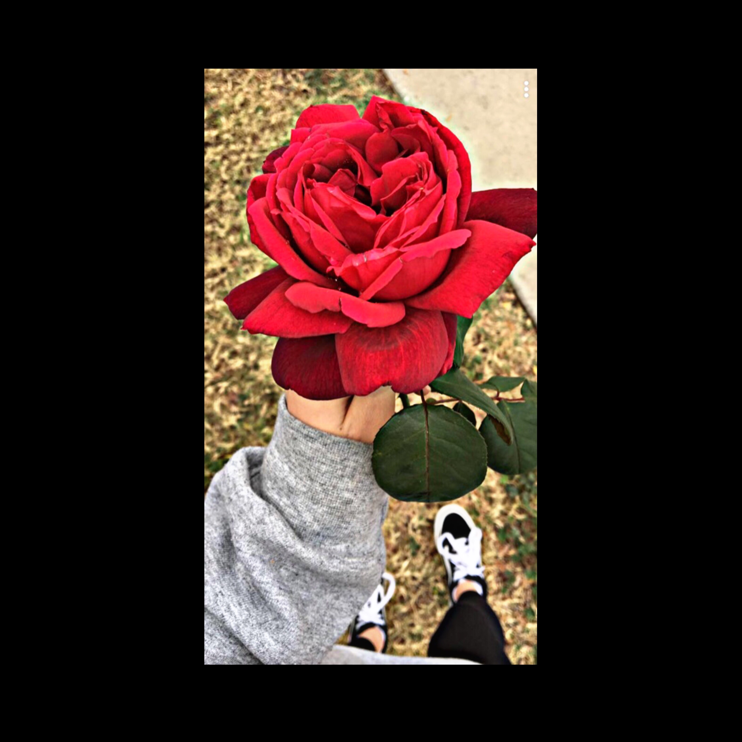 vans rose tumblr