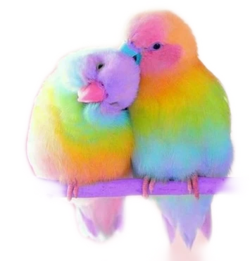 インコ カラフル ペア Sticker By 小津遙花 インコ カラフル ペア Sticker By 小津遙花