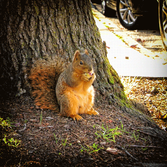 Squirrel Gif Sweet Iamanuschkatim Gif By Iamanuschkatim Squirrel Gif Sweet Iamanuschkatim Gif By Iamanuschkatim