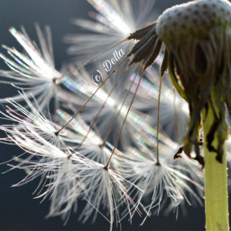 dandelion dandelionseeds macro macrophotography closeup pcdaylight daylight