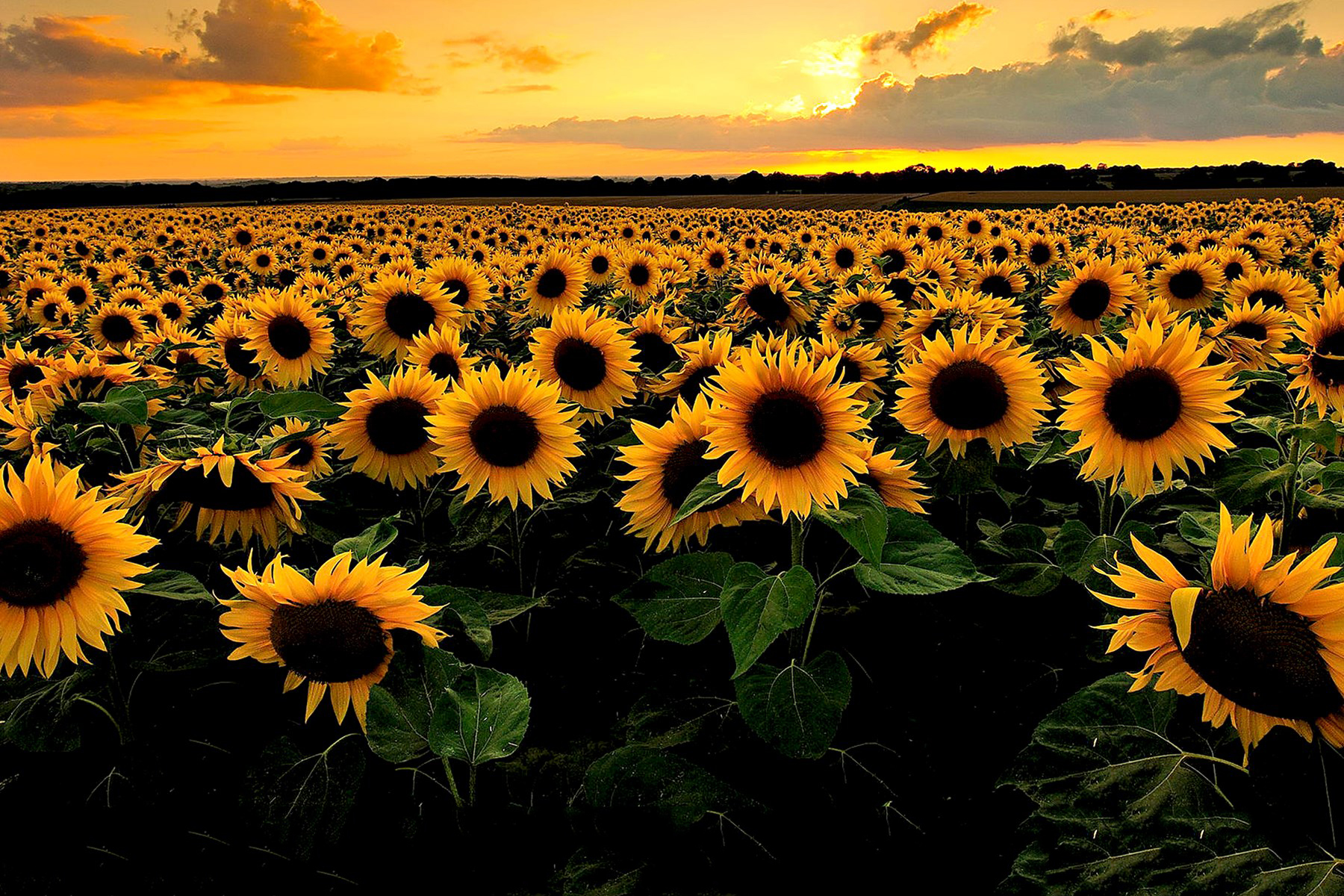 Featured image of post Aesthetic Sunflower Field Shop affordable wall art to hang in dorms bedrooms offices or anywhere blank walls aren t welcome
