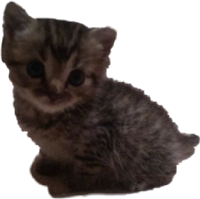 Freetoedit Kitten Cici Cute I Kitten Sticker By Emaangel9 