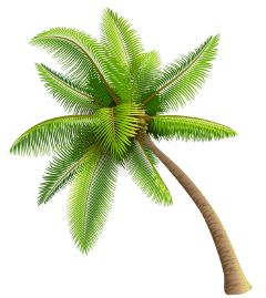 пальма отдых лето море растение freetoedit