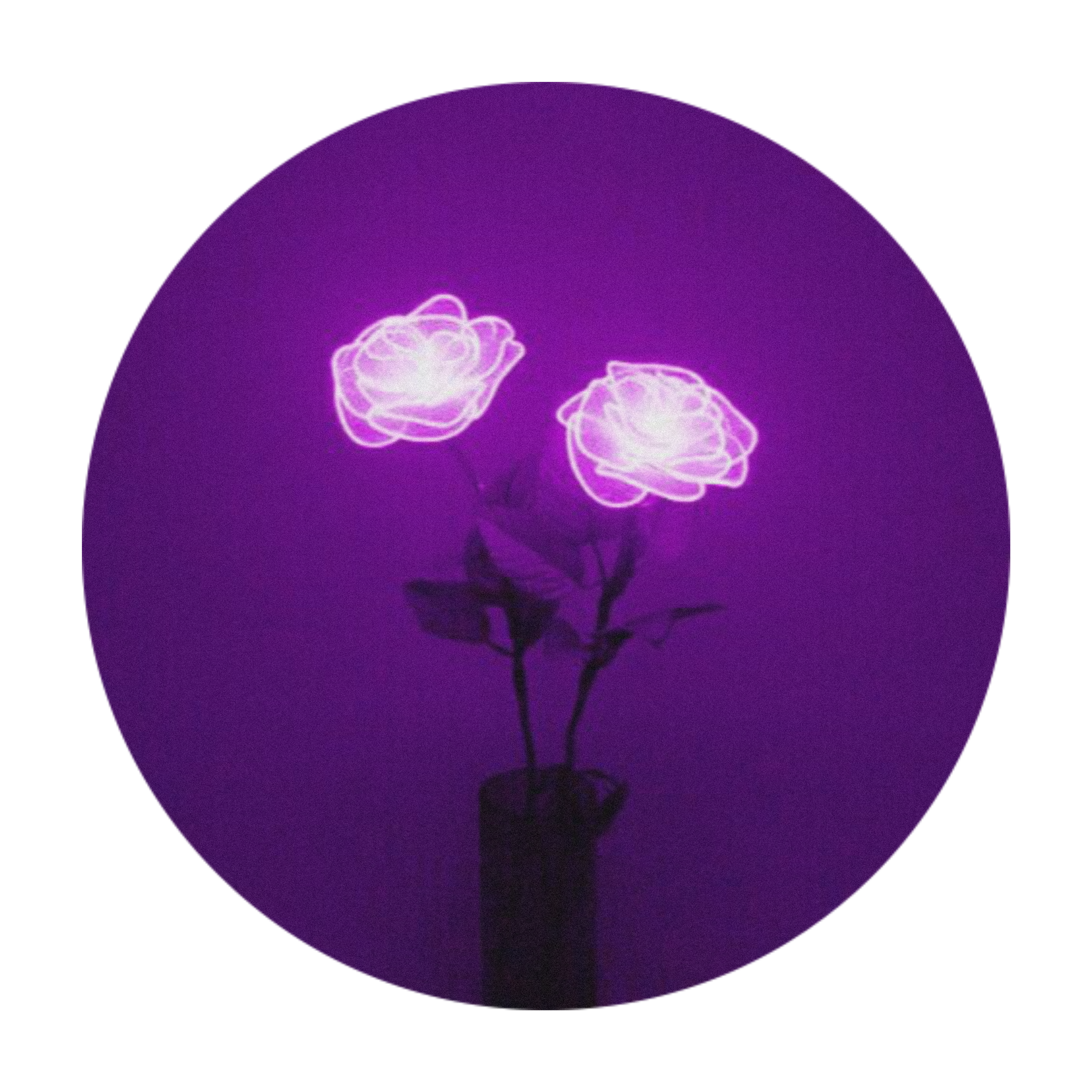 lights rose purple flower aesthetic sticker by @zukkos_wifey.