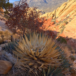 freetoedit nature mountain cactus mountainview