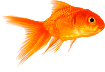 freetoedit fish orange рыба рыбка