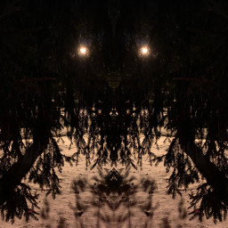 moonlight trees snowy freetoedit mirroreffect