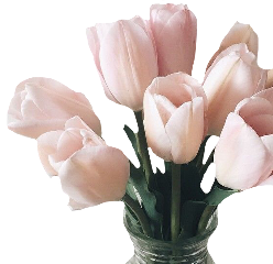 sctulip tulip flower aesthetic freetoedit
