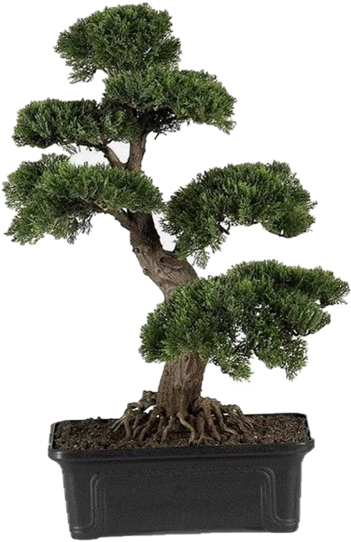 Japanese Pine Tree Png - roxprincezz