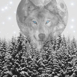ircwinterforest winterforest freetoedit edit wolf