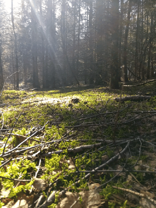 Forest Magic Patronus Mushrooms Gif By Anna Forest Magic Patronus Mushrooms Gif By Anna