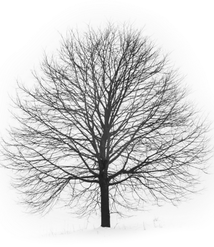 tree lonelytree freetoedit #tree sticker by @pixartcorner
